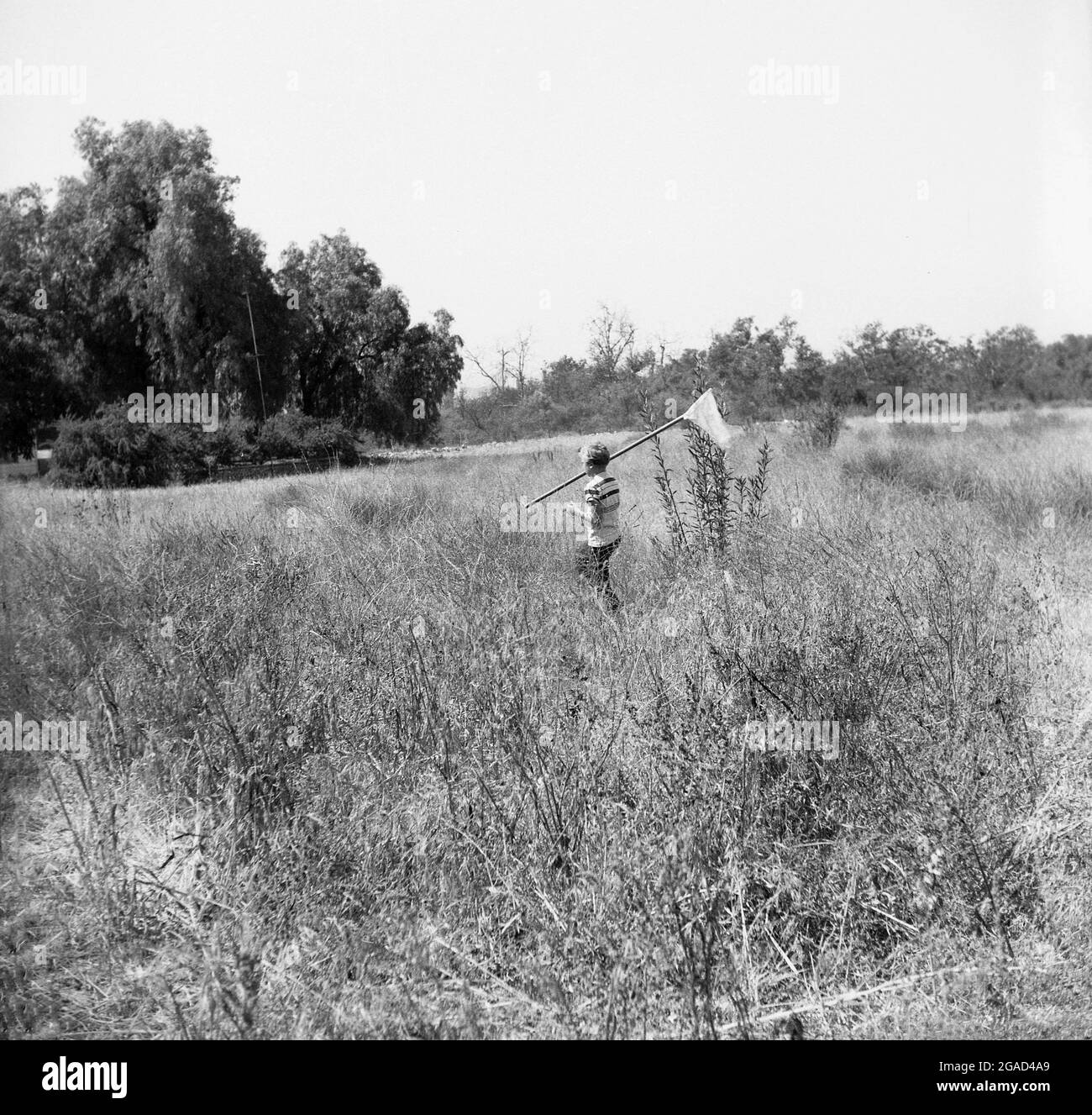1950s, historical, chasing butterflies, outside in the countryside, a boy walking through a field with a butterfly net on the end of of a long pole. Stock Photo