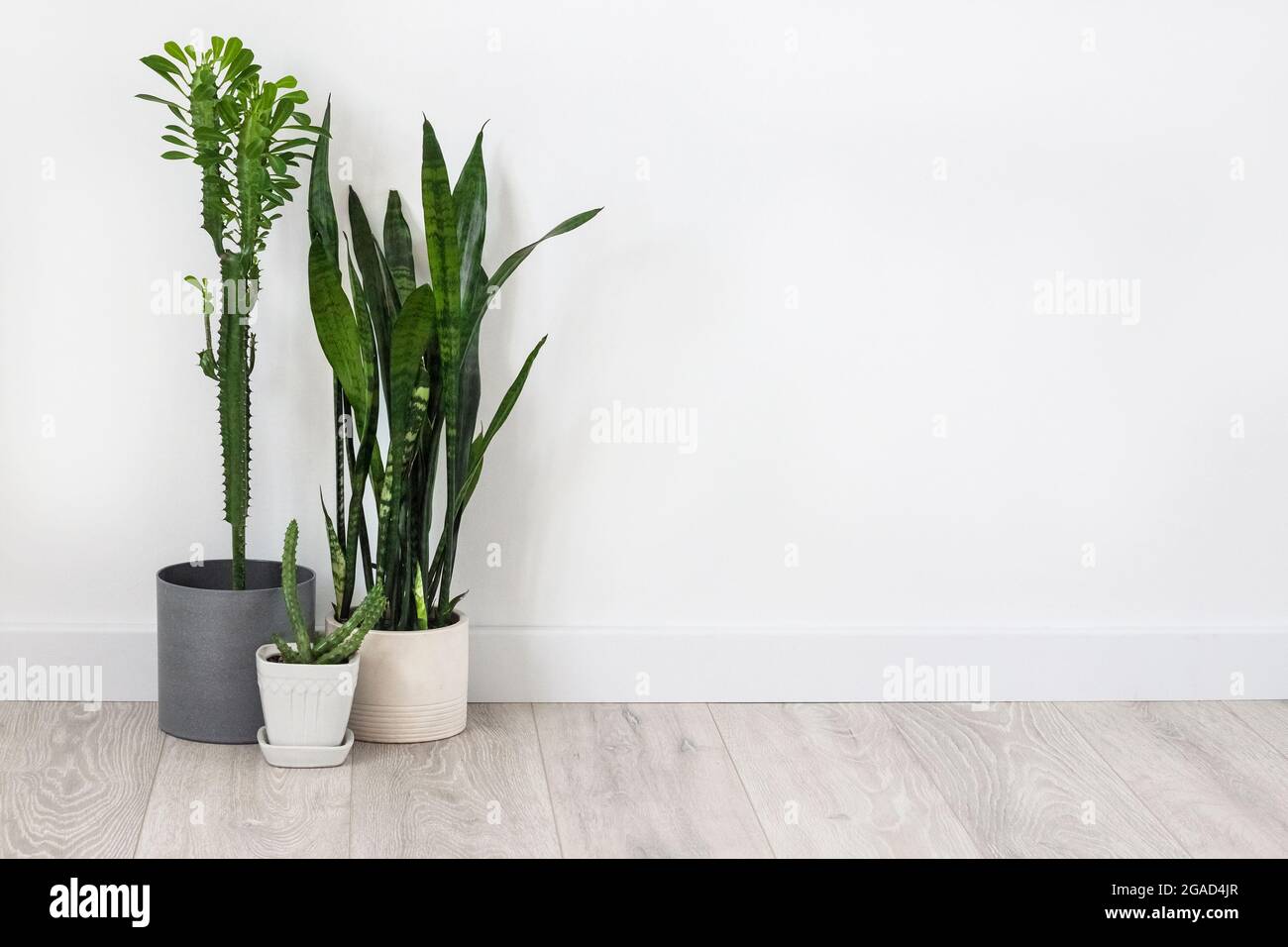 Potted succulents (Euphorbia trigona, Huernia and Sansevieria) staying on the floor on white wall background. Copy space Stock Photo