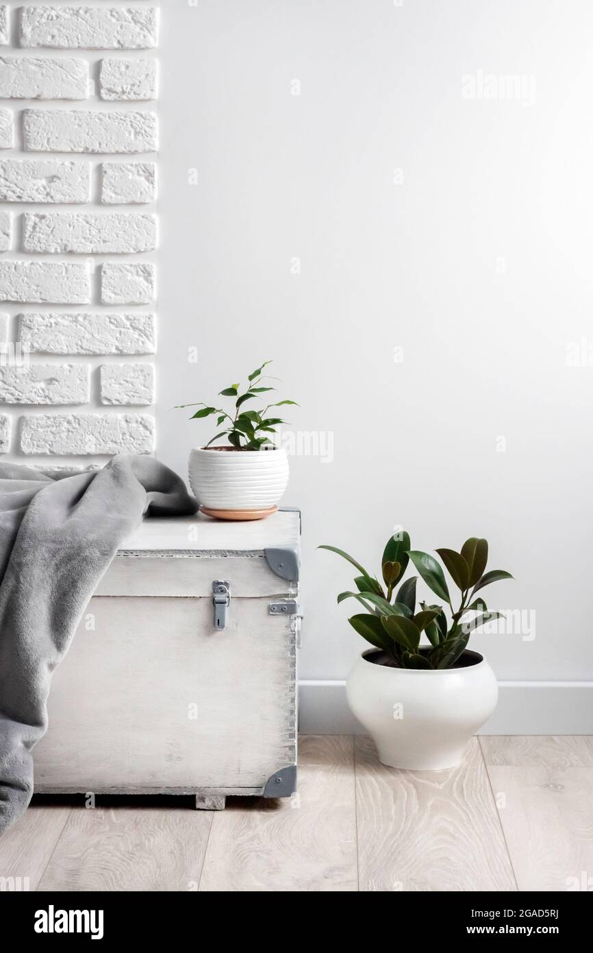 White wooden box and young home plants in white flower pots on white wall background. Copy space Stock Photo