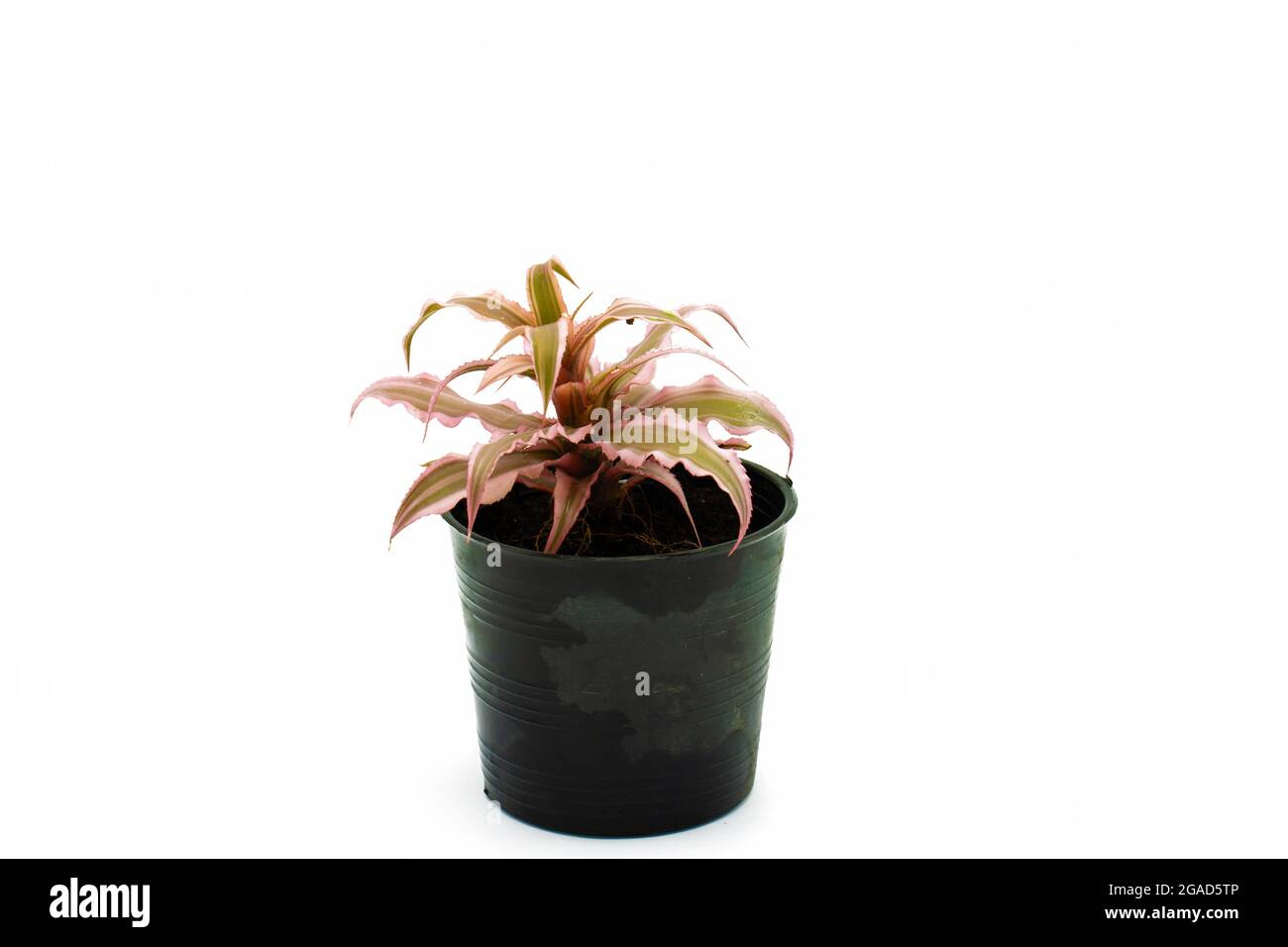 Closeup shot of a cryptanthus in a black pot isolated on a white background Stock Photo