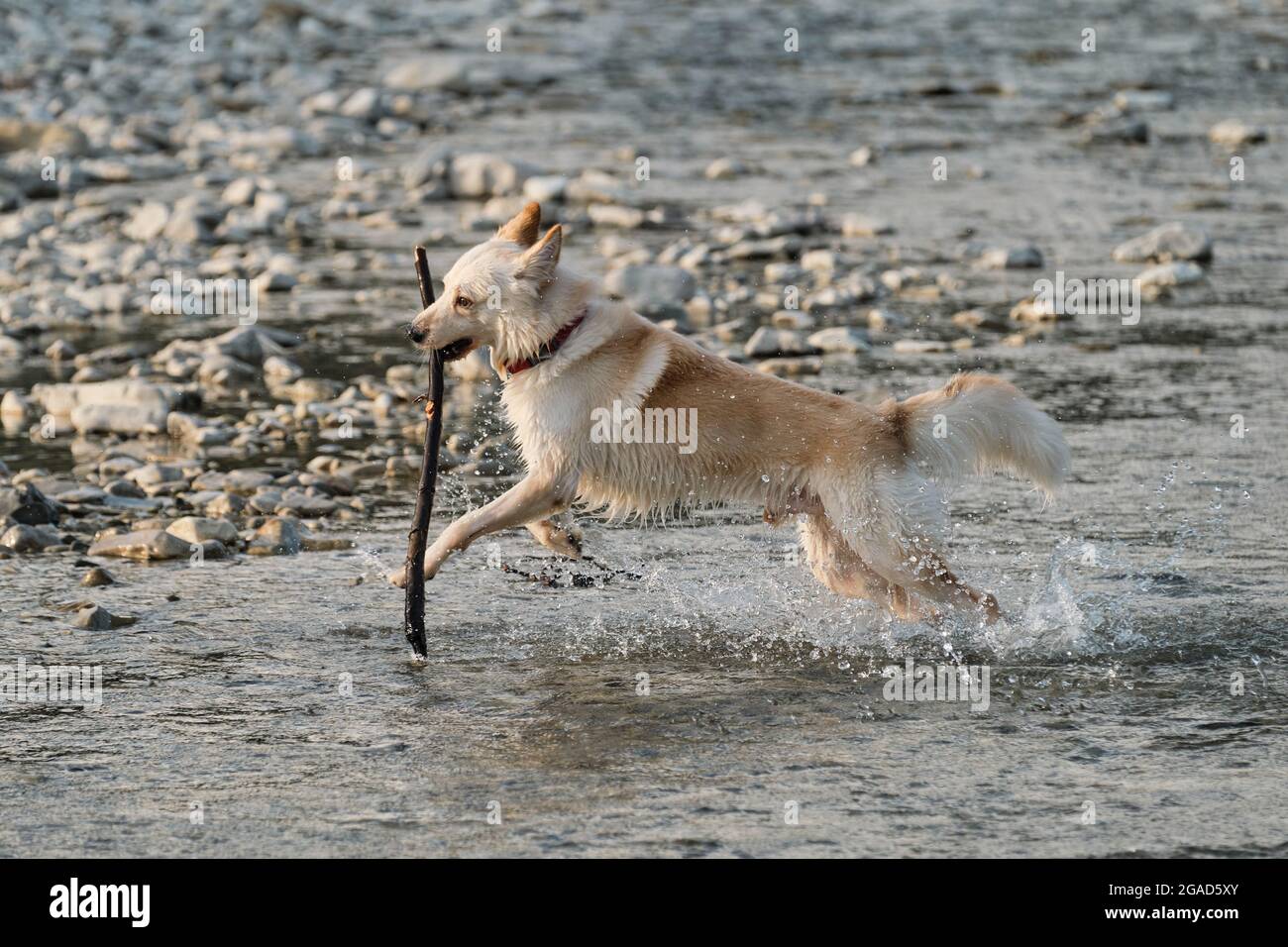 White fluffy large mongrel runs merrily along river and plays with stick. Half breed of Siberian husky and white Swiss shepherd. Spend time with dog b Stock Photo
