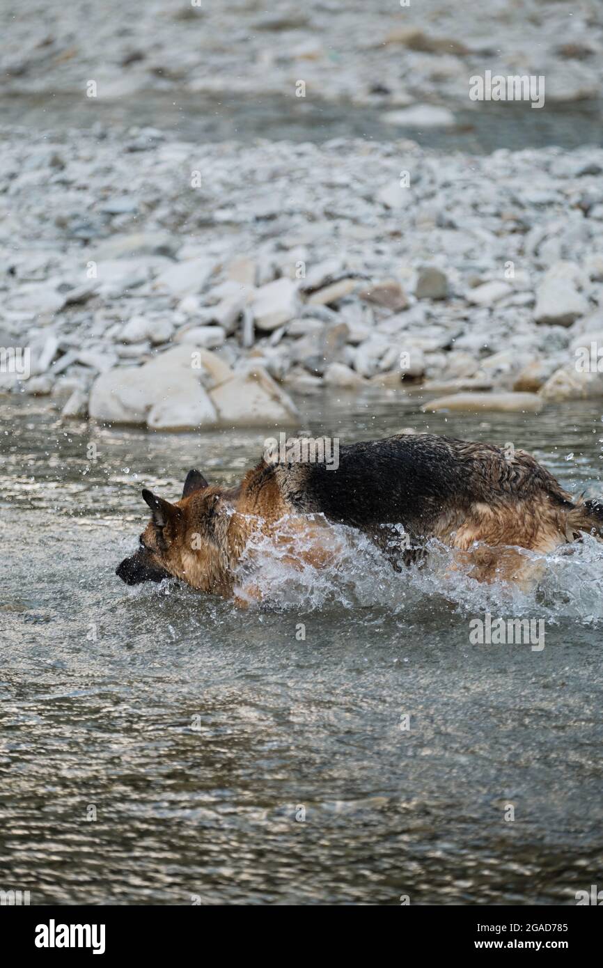 Why Do Dogs Walk With Their Head Down