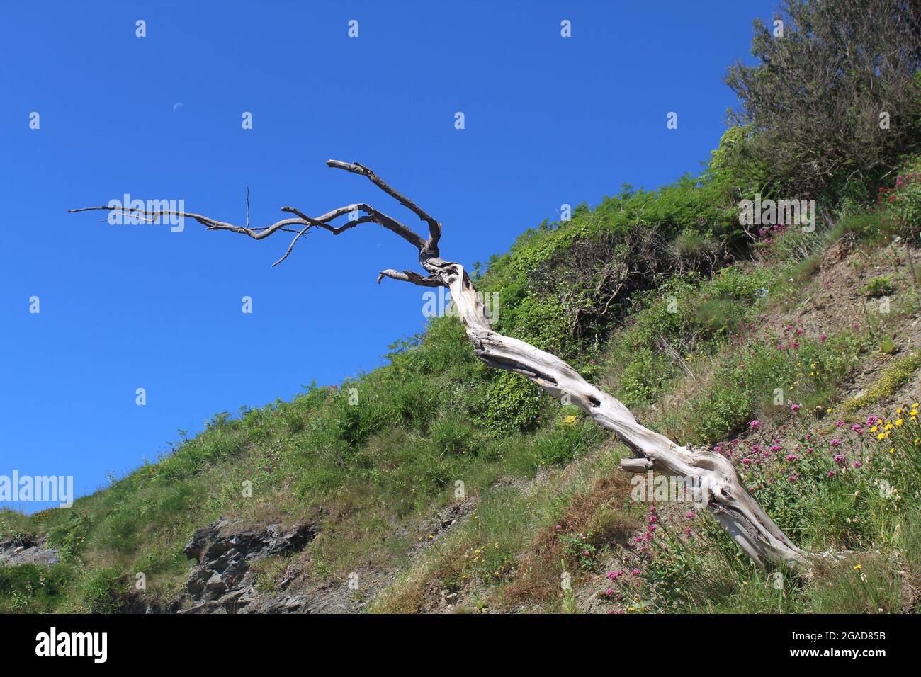 dead branch on cliff face Stock Photo