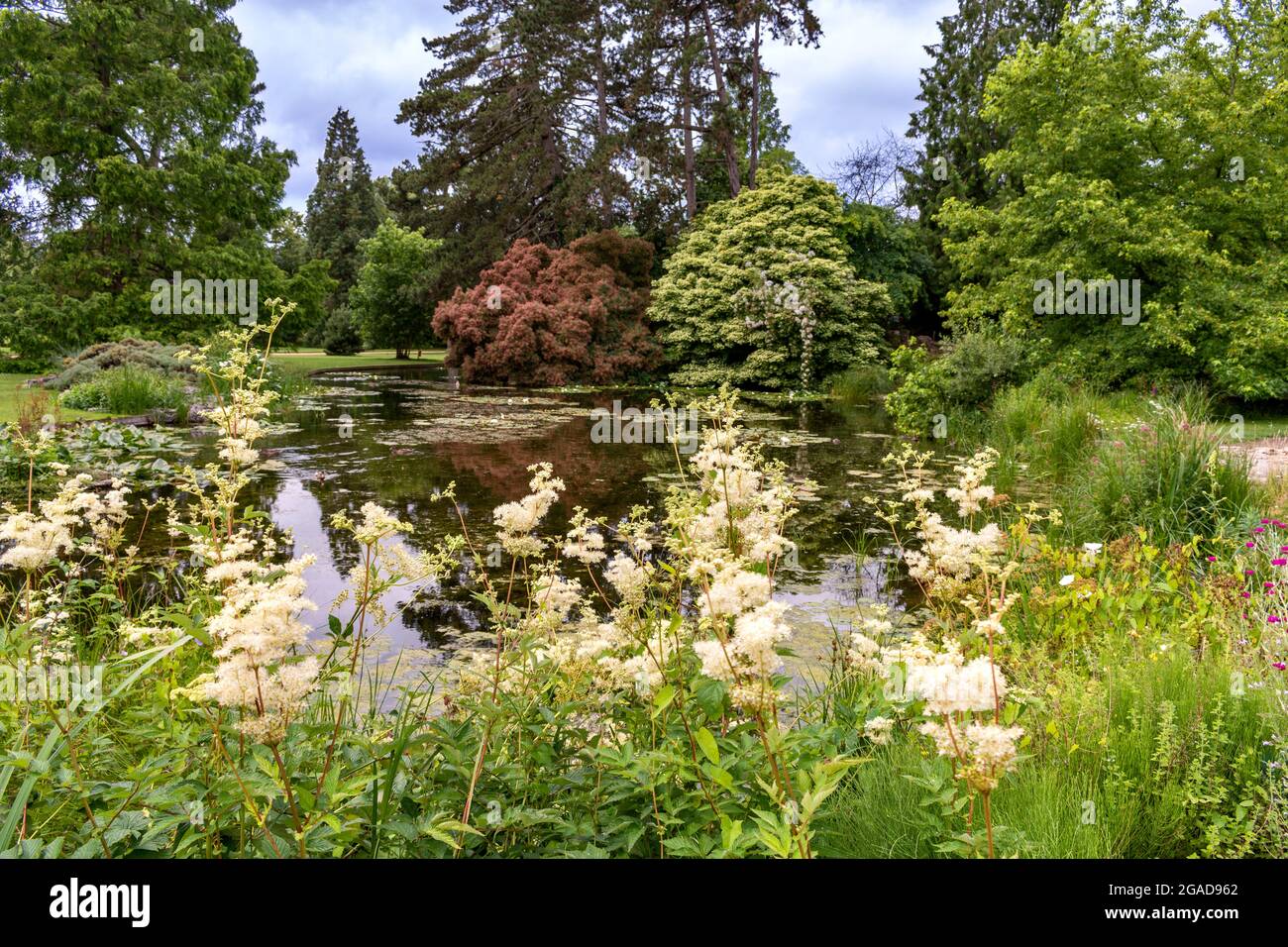 CAMBRIDGE ENGLAND UNIVERSITY BOTANIC GARDENS THE LAKE AND SURROUNDING TREES AND FLOWERS IN SUMMER Stock Photo