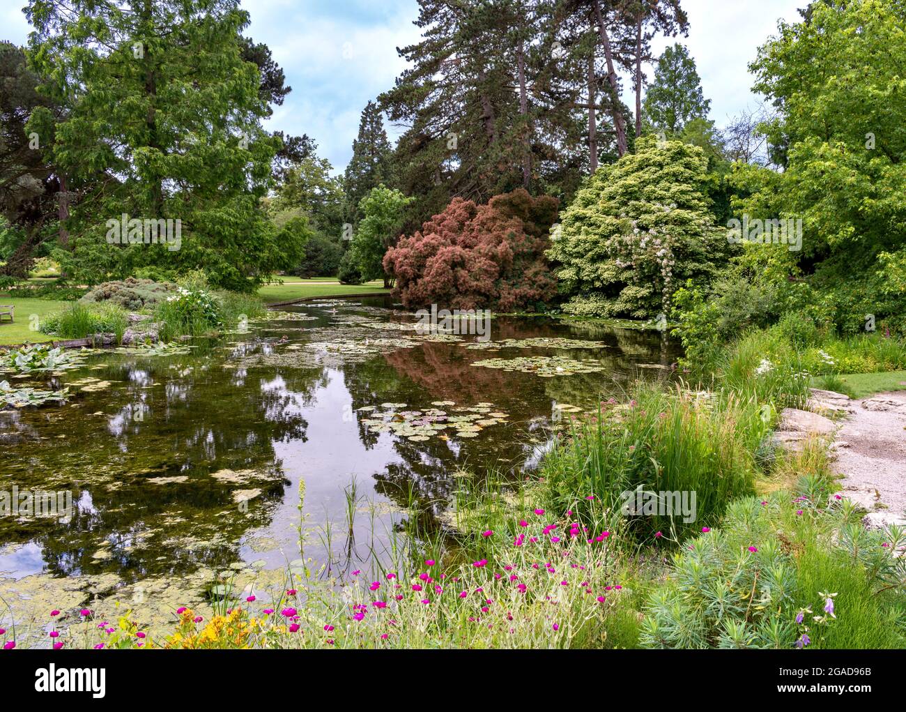 CAMBRIDGE ENGLAND UNIVERSITY BOTANIC GARDENS THE LAKE AND SURROUNDING TREES AND FLOWERS Stock Photo