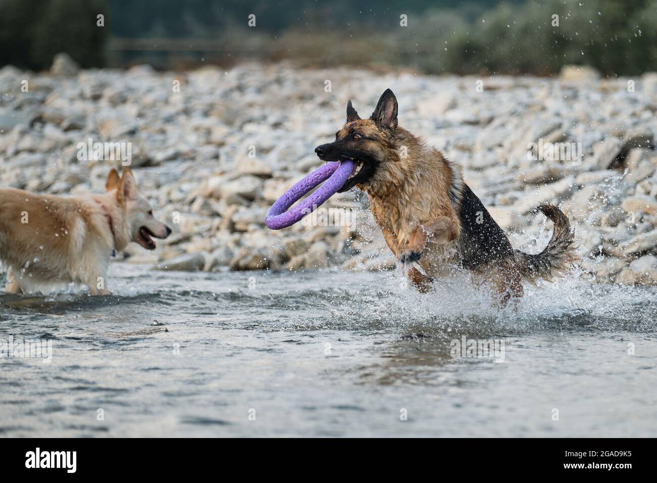 are german shepherds good water dogs