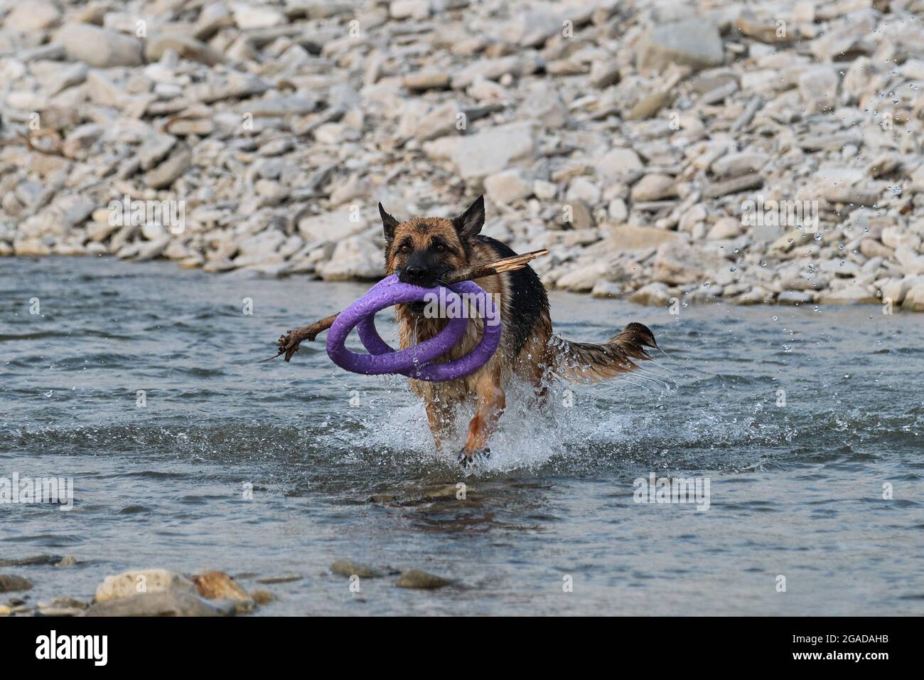 German shepherd of black and red color runs merrily and actively in river with two blue rings and stick in its mouth. Active walking and playing with Stock Photo