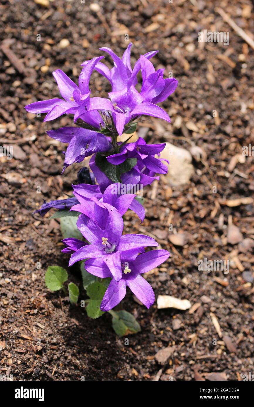 Purple clustered bellflower, Campanula glomerata variety Joan Elliott, flowers with a blurred background of wood chips and soil. Stock Photo