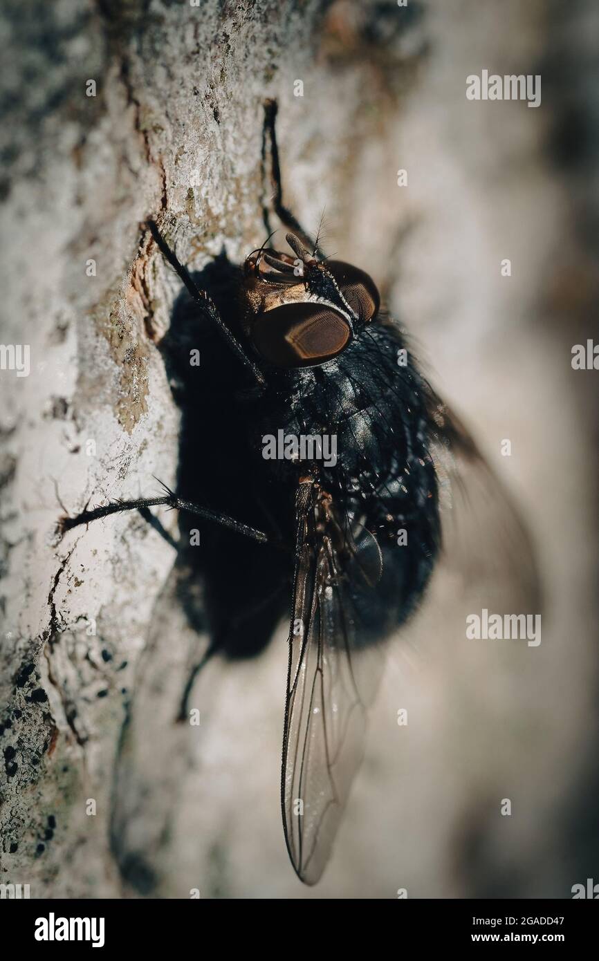 A macro image of a fly focuses on the eyes Stock Photo