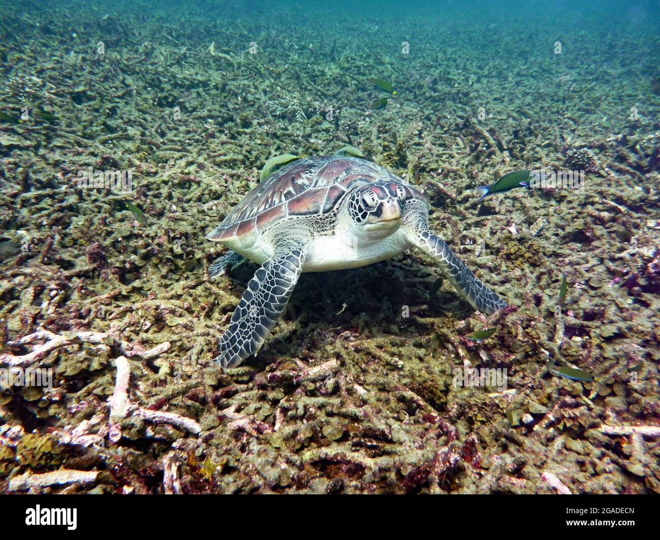 Sea Turtle, Koh Tao, Thailand Stock Photo Alamy