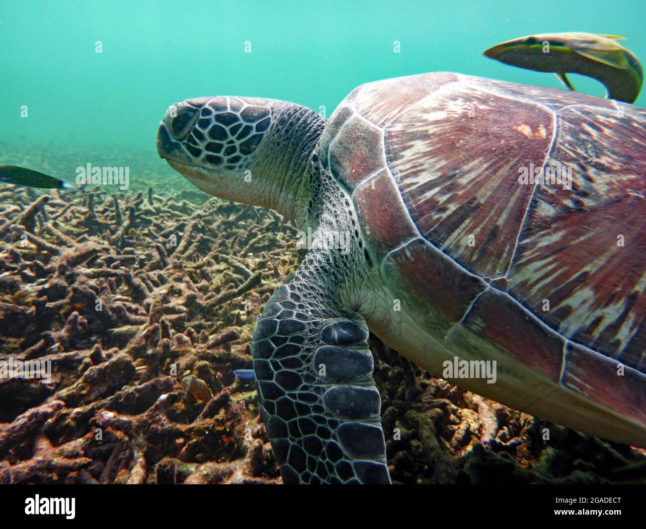 Sea Turtle, Koh Tao, Thailand Stock Photo Alamy