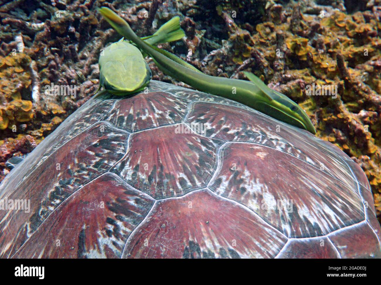 Sea Turtle, Koh Tao, Thailand Stock Photo