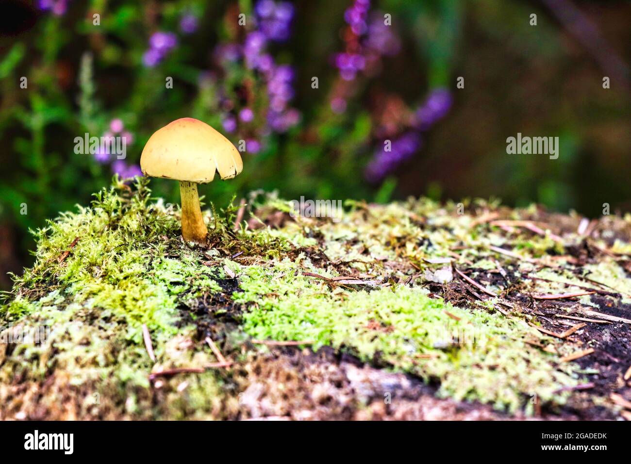 Sheathed woodtuft fungus, Kuehneromyces mutabilis Stock Photo