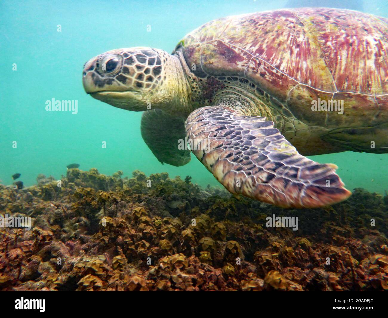 Sea Turtle, Koh Tao, Thailand Stock Photo Alamy