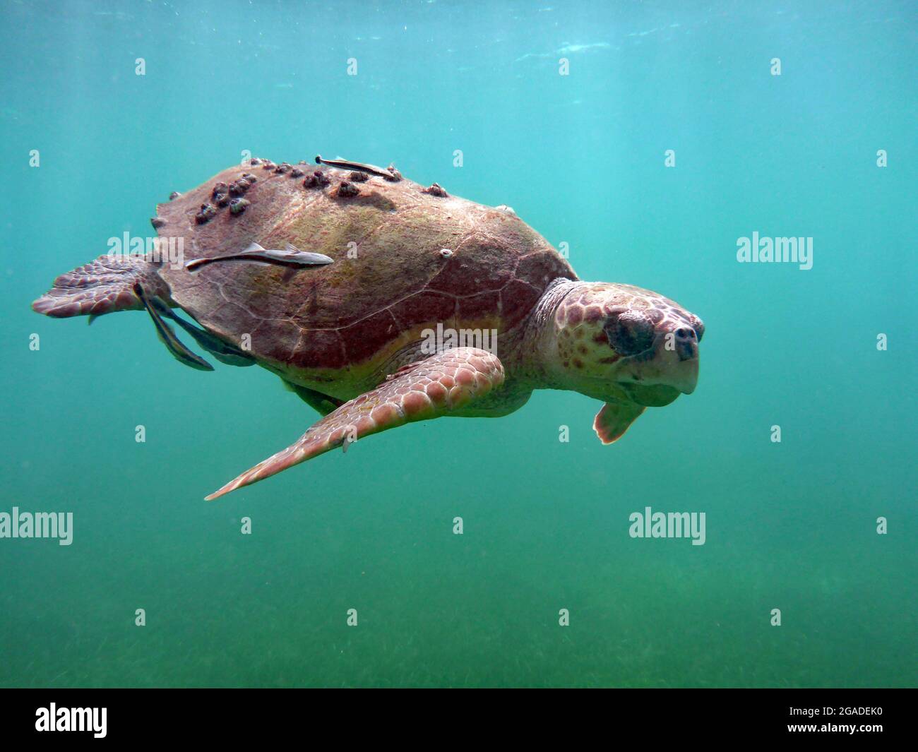 Sea Turtle, Koh Tao, Thailand Stock Photo Alamy