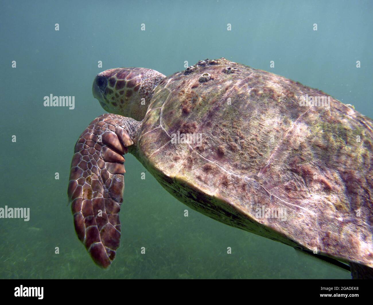 Sea Turtle, Koh Tao, Thailand Stock Photo Alamy