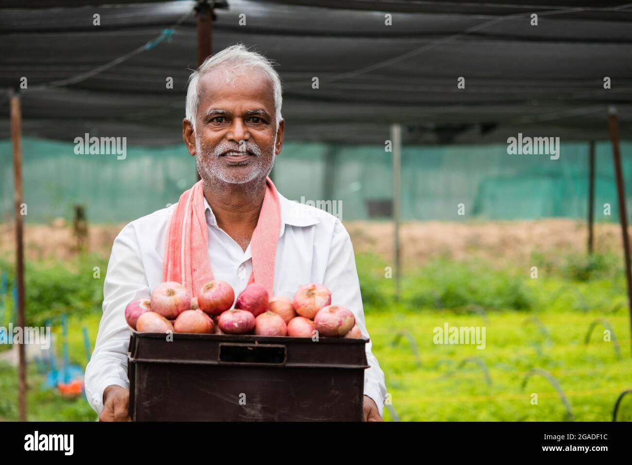Happy smiling Indian farmer holding onions in tray at greenhouse or ...