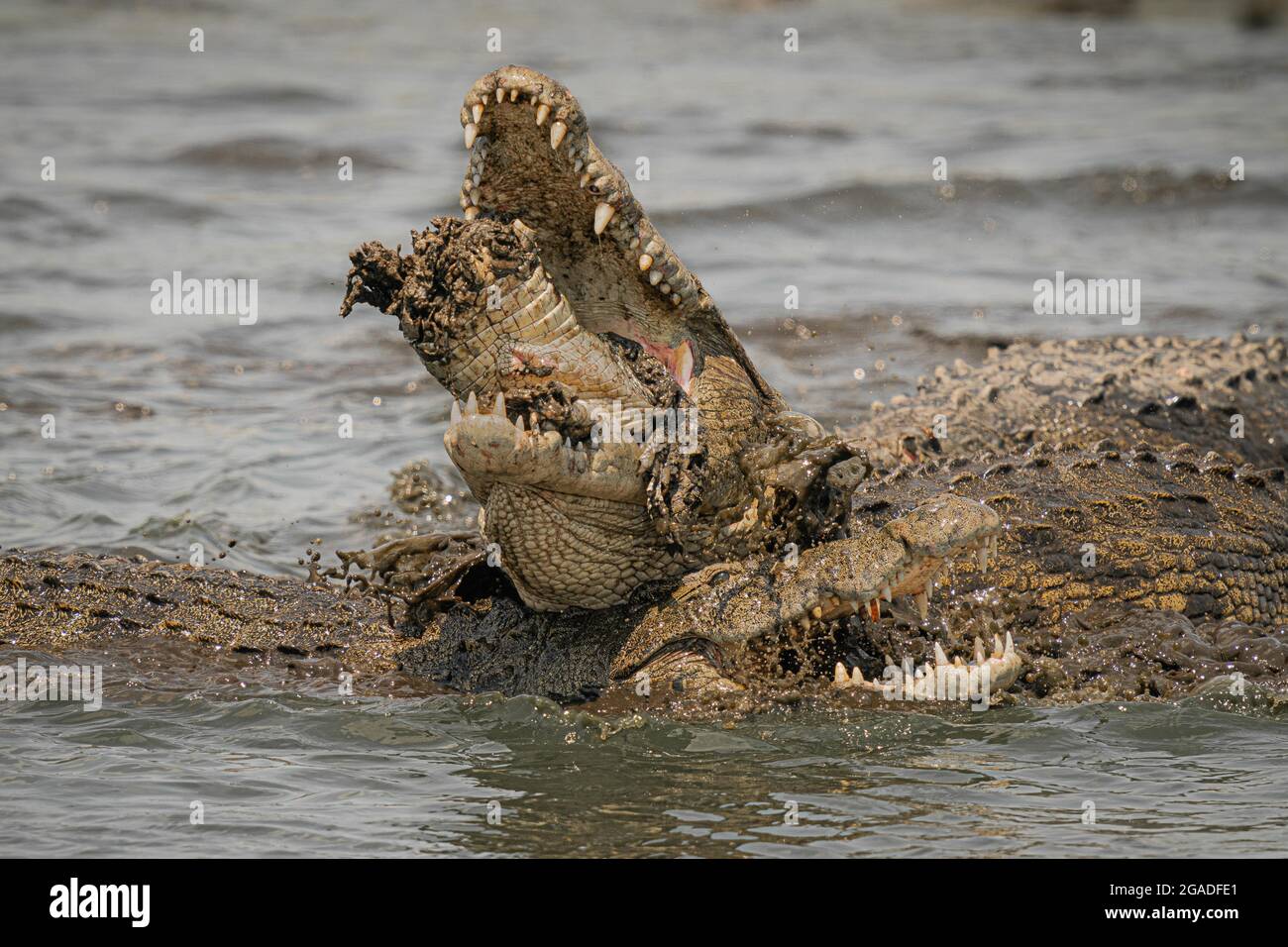 As it gripped its head with its sharp teeth, the innocent croc was swallowed whole. BOTSWANA, AFRICA: FEEDING FRENZY: Shocking images have captured a Stock Photo