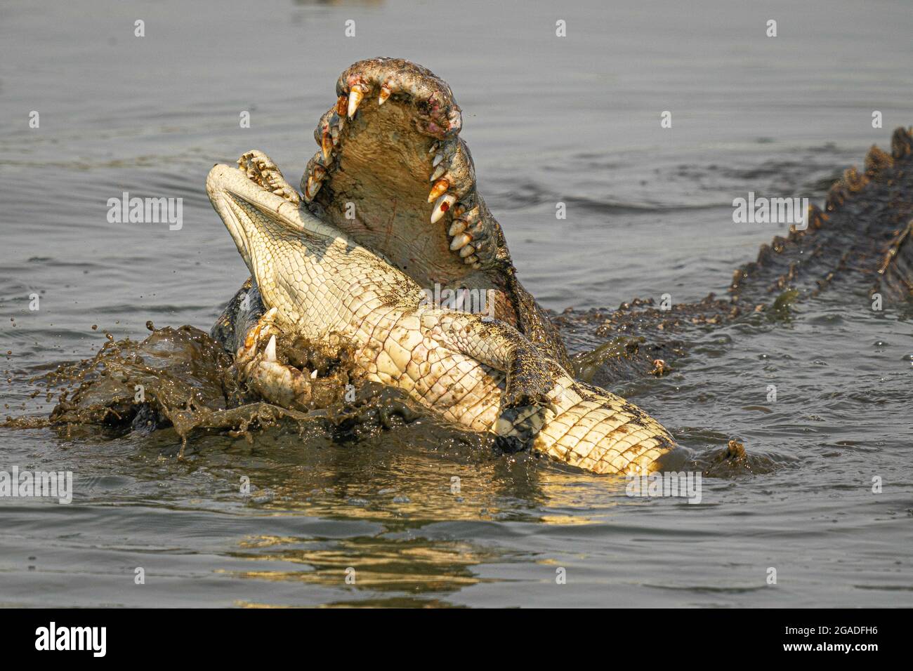Nile Crocodile – Ivory – Himalayan