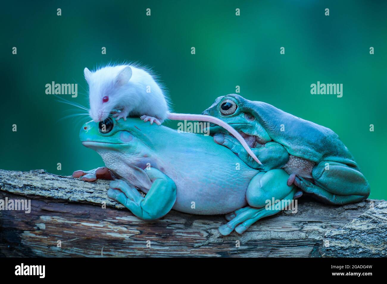 Dumpy Tree Frog Hunt Mice Stock Photo 1573380412