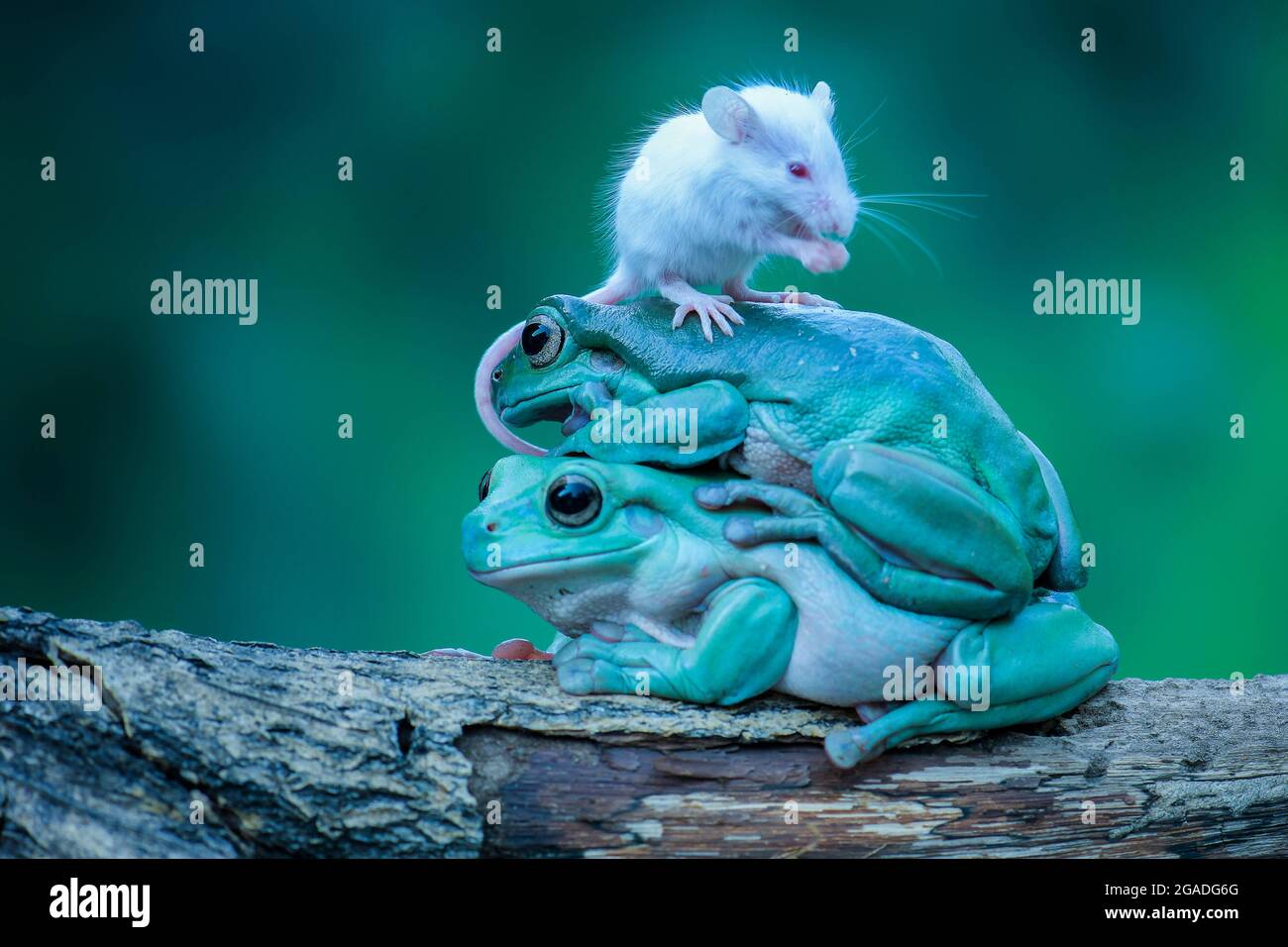 As the two amphibians smiled with glee, the mouse balanced on their heads. BOGOR, INDONESIA: THIS POOR mouse got swallowed WHOLE after greeting two du Stock Photo