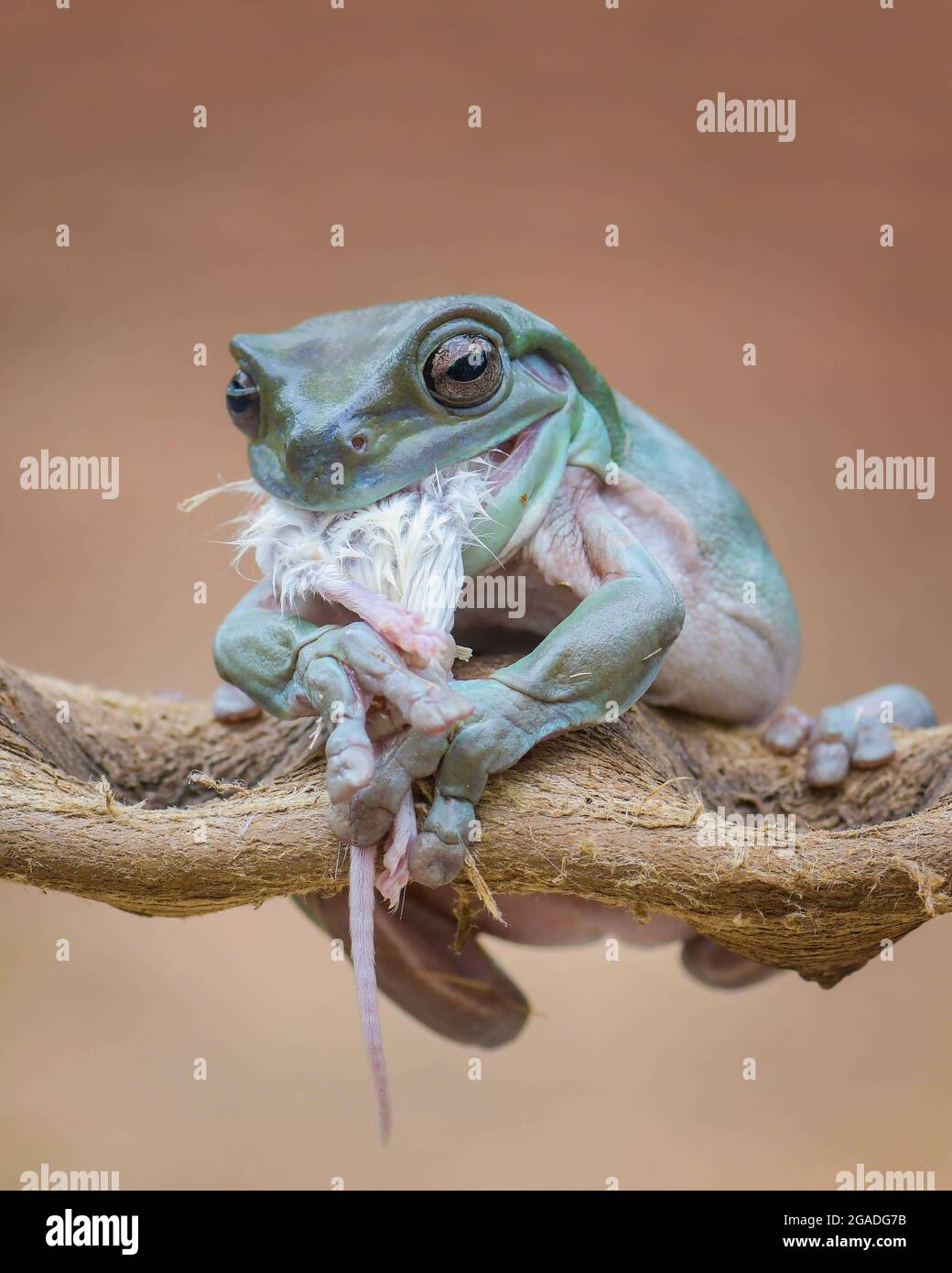 Dumpy Tree Frog Hunt Mice Stock Photo 1573380412