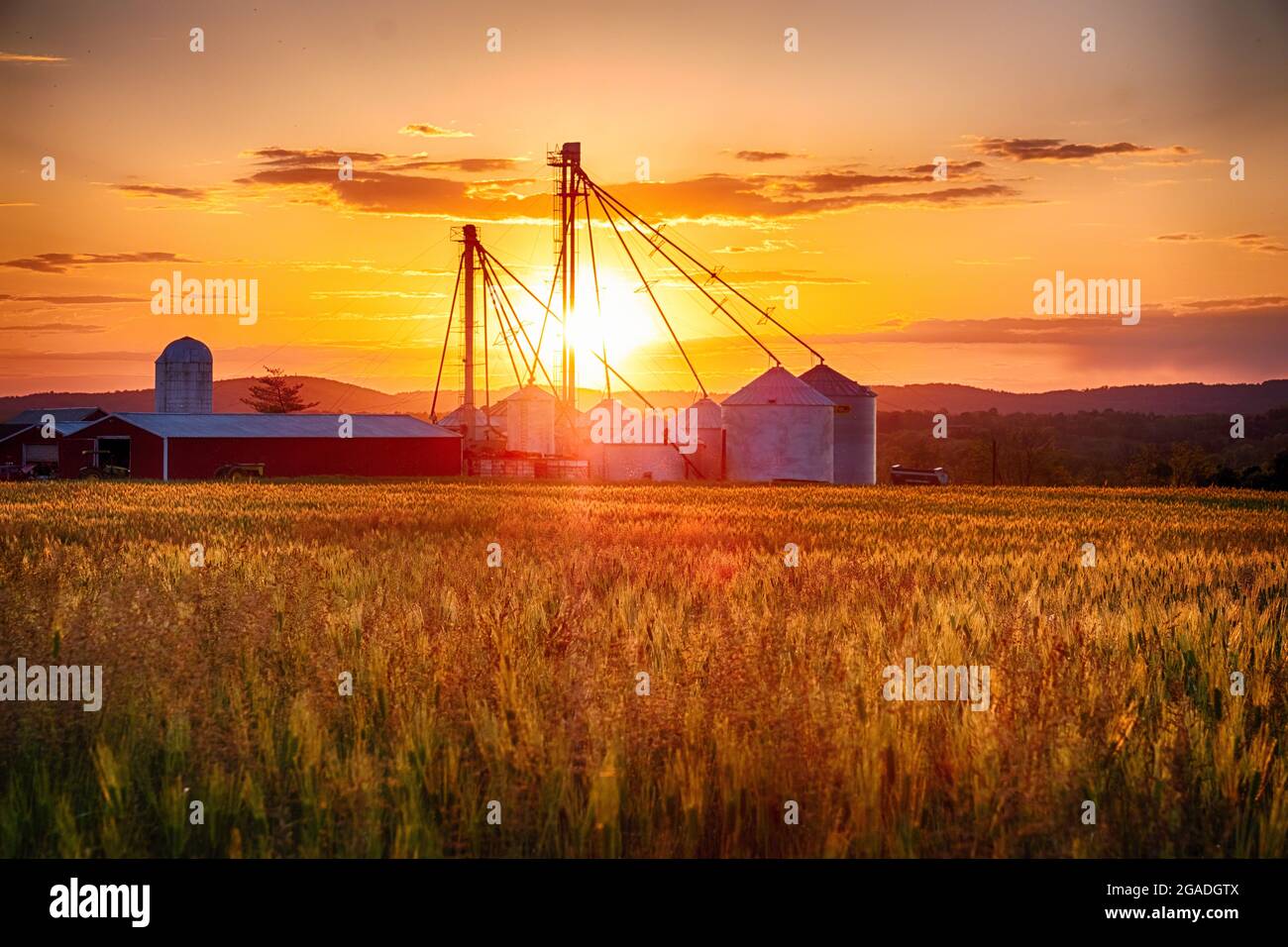American Farm with Grain Silos whith a Wheat Filed at Sunset, Frenchtown, Hunterdon County, New Jersey Stock Photo
