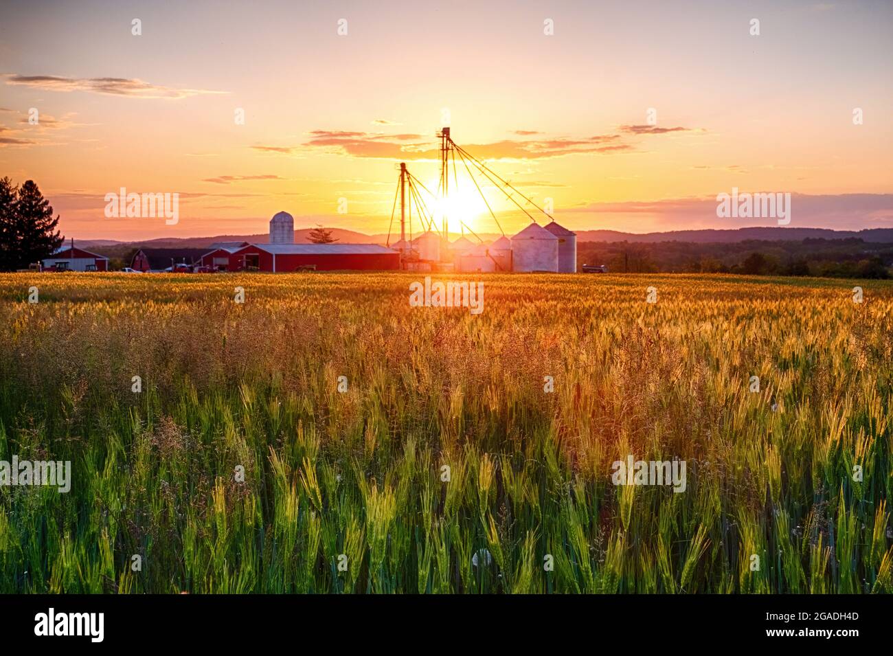 Farm with Grain Silos whith a Wheat Filed at Sunset, Frenchtown, Hunterdon County, New Jersey Stock Photo