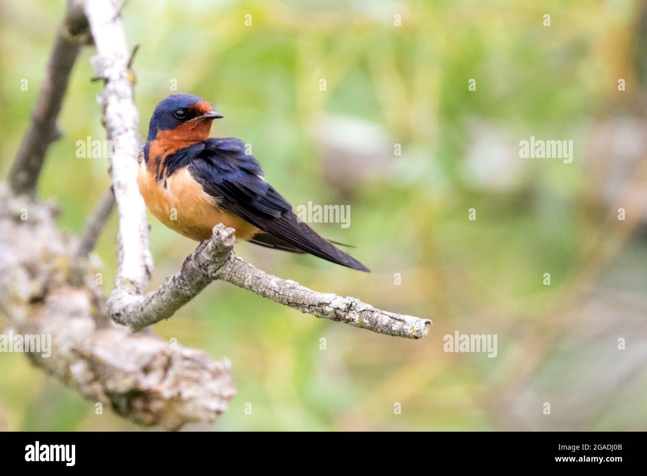 Close up isolated image of a male Barn Swallow in Southwestern Ontario ...