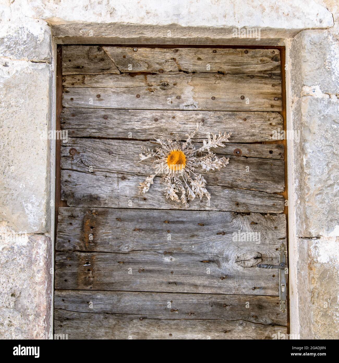 Carline thisle on a door. Traditional decoration, protection for bad spirits. Cevennes. France. Stock Photo