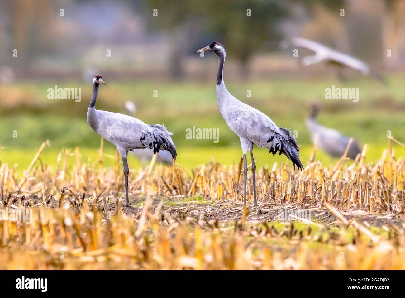 Groups of Common Crane (Grus grus) birds on migration in feeding