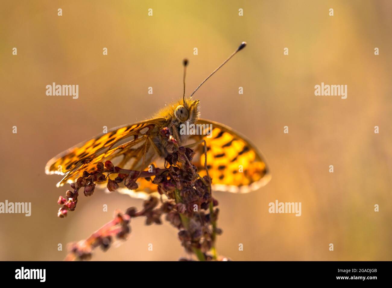 Queen of Spain fritillary (Issoria lathonia) resting on flower of sorrel with backlight sun Stock Photo