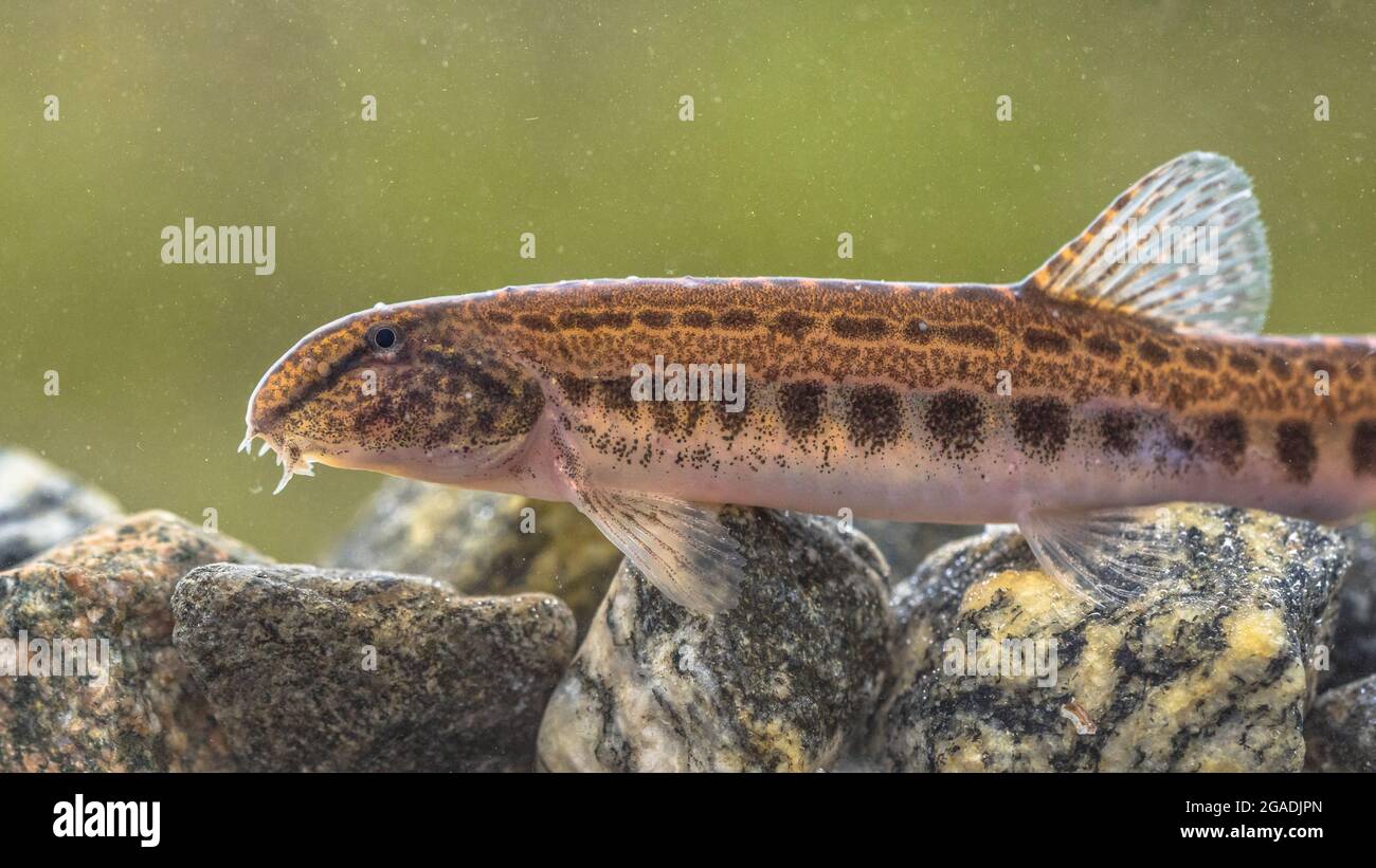 Spined loach (Cobitis taenia) is a freshwater fish in Europe. It is also known as spotted freshwater loach. It is found in oxygen rich water of rivers Stock Photo