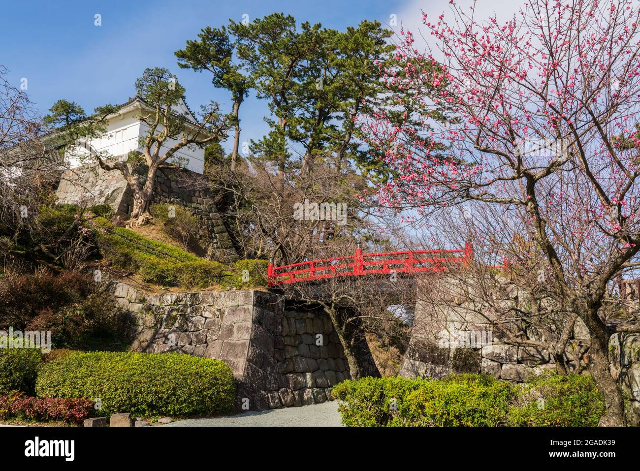 Odawara City castle park grounds. Cherry blossom and green trees and red Japanese bridge, Japan. Stock Photo