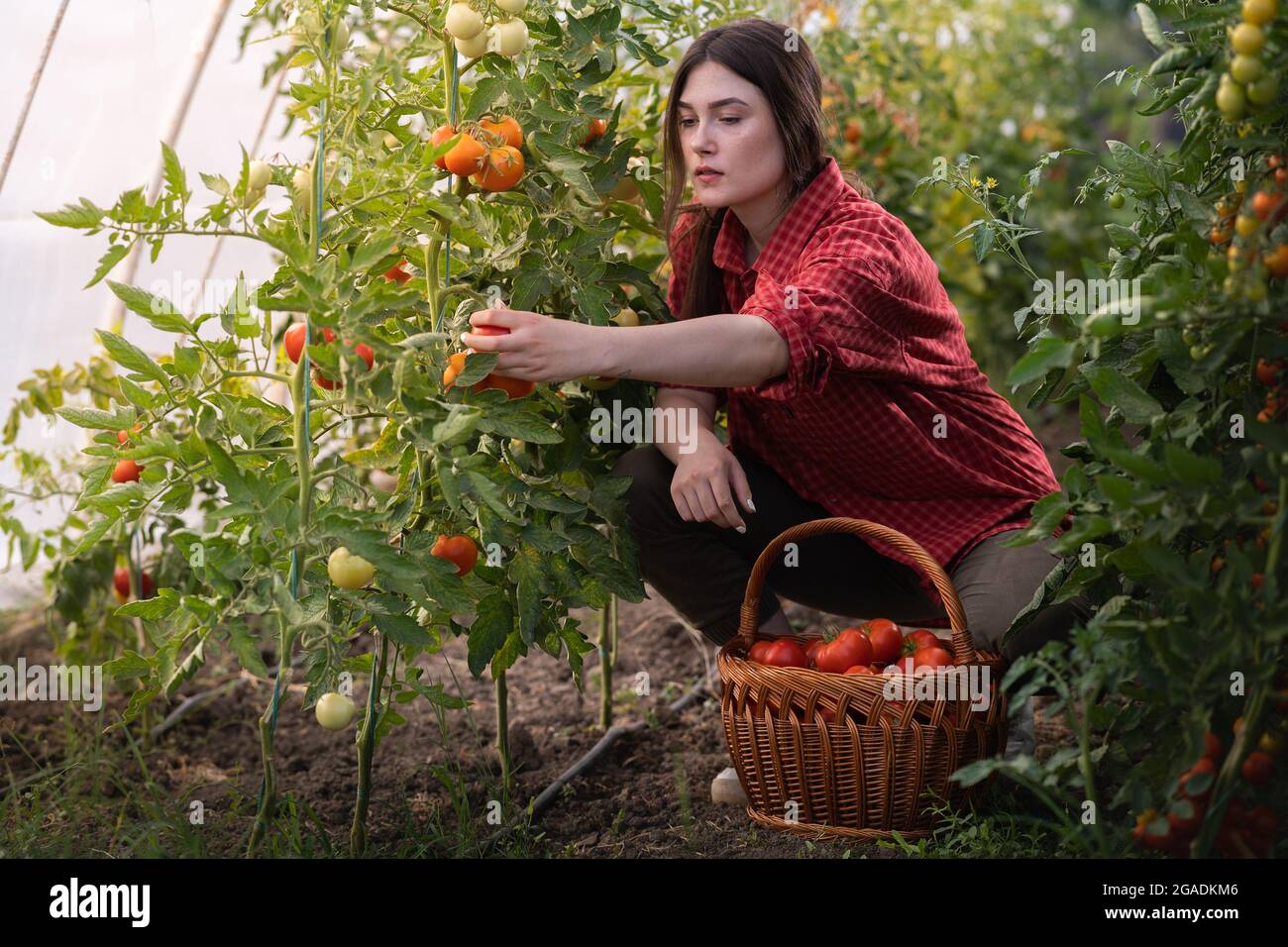 Young woman in a greenhouse picking some red tomatoes Stock Photo - Alamy