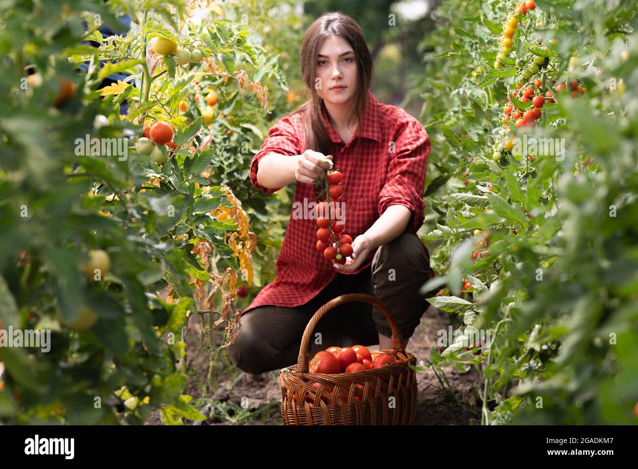 Young woman in a greenhouse picking some red tomatoes Stock Photo - Alamy