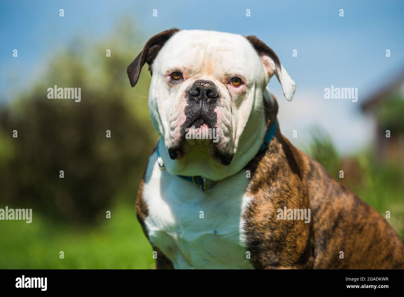 are american bulldogs outside dogs