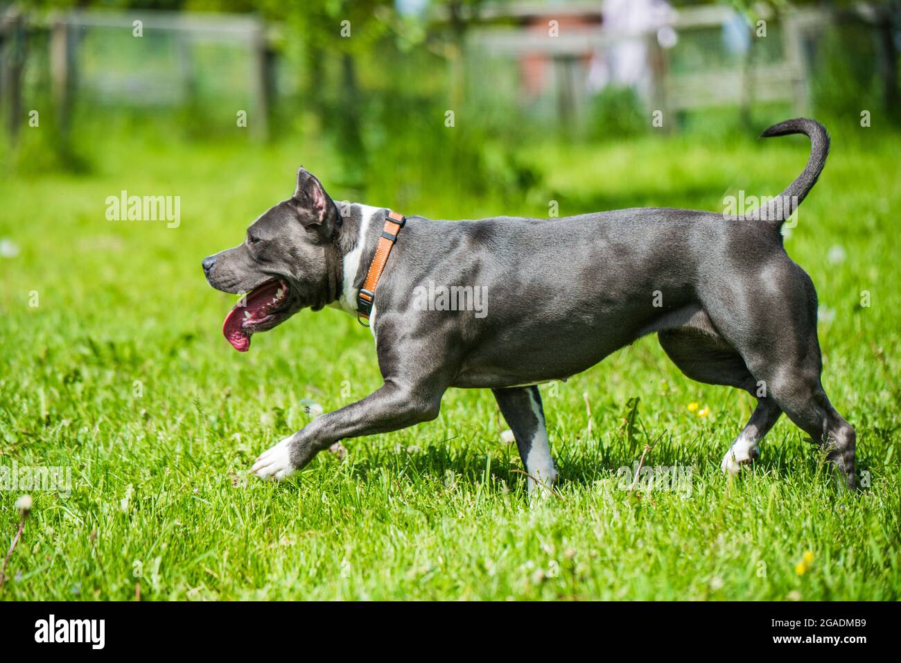 Blue hair American Staffordshire Terrier dog moving Stock Photo