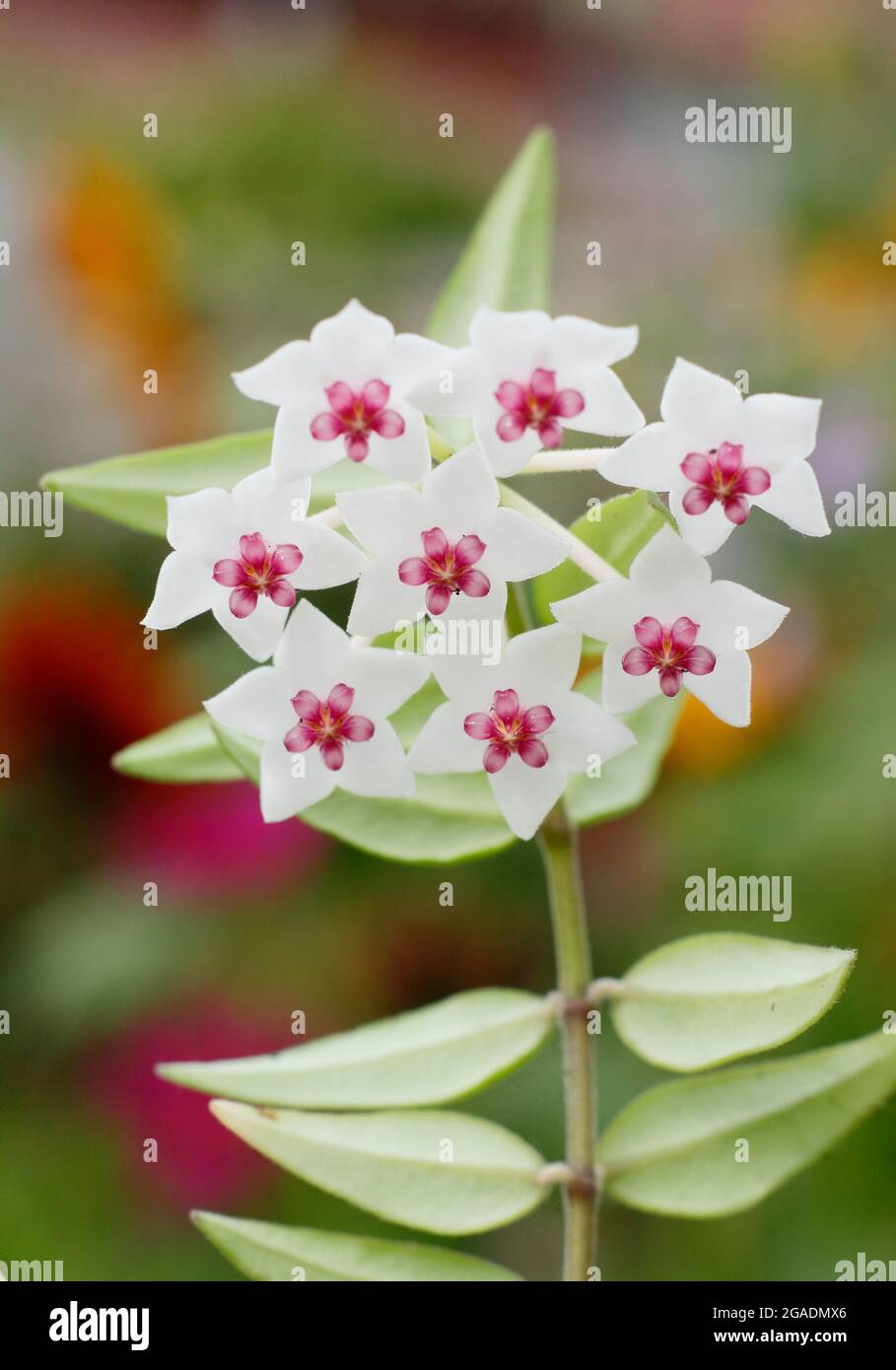 Hoya bellla wax flower. Hoya lanceolata ssp. bella (syn. Hoya bella)  displaying characteristic flower clusters Stock Photo