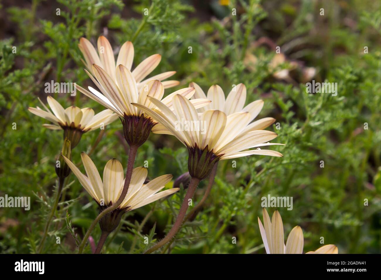 Side view of a group of Rain Daisies Dimorphotheca Pluvialis, also known as an ox-eye or white Namaqualand daisies, in the Hantam mountains, South Afr Stock Photo