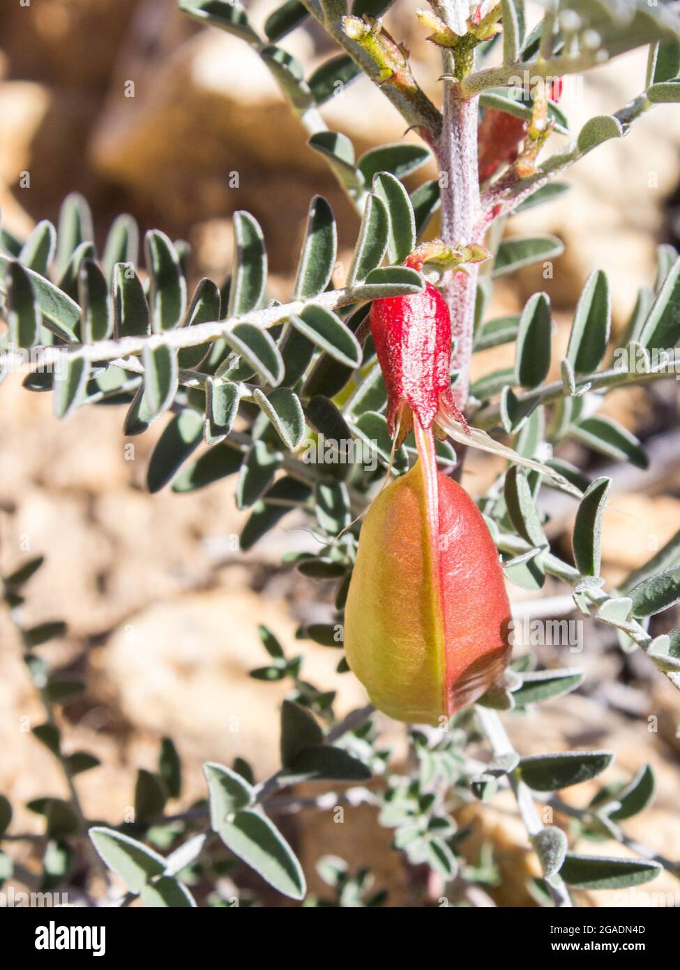 A red and orange colored, inflated seed pod of a Balloon Pea, Lessertia Frutescens, in Goegap Nature reserve, Namaqualand South Africa Stock Photo