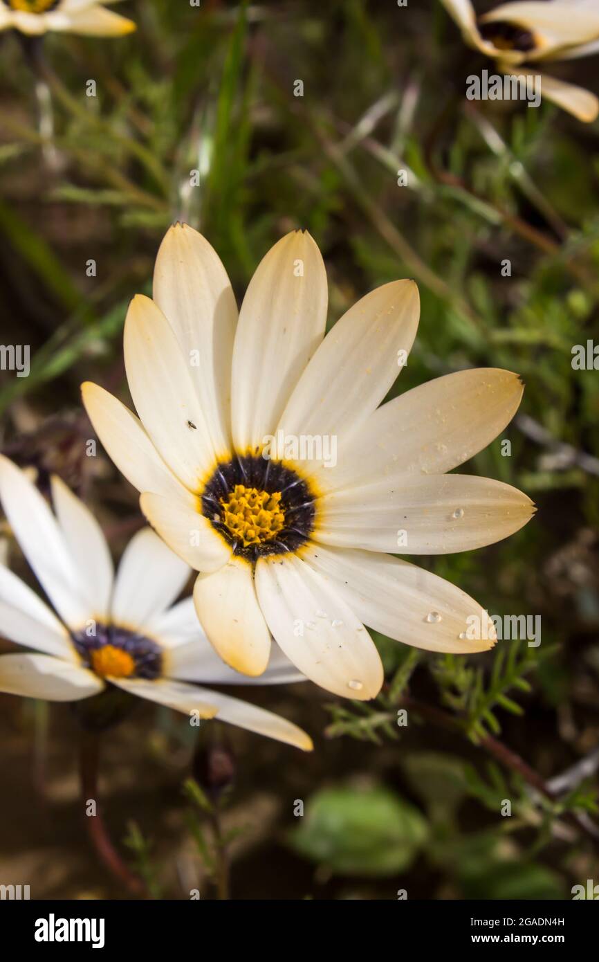 Close-up of a light orange colored Rain Daisy Dimorphotheca Pluvialis,  in the Hantam mountains, in South Africa Stock Photo