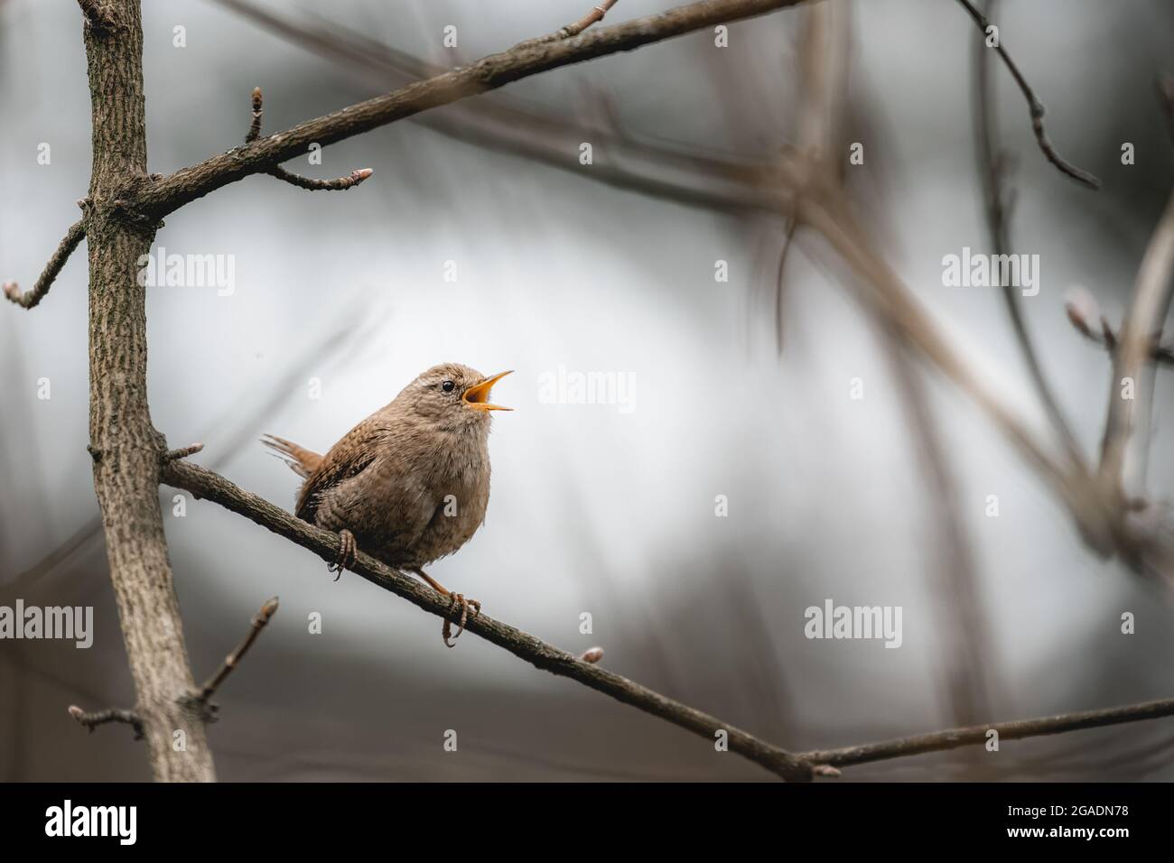 Little cute bird Wren (Troglodytes troglodytes) sitting on a branch in the forest and singing. Stock Photo