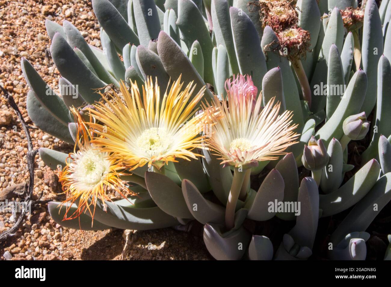 The light yellow flowers of a Vygie (Cheiridopsis denticulata) in bloom during springtime in the Goegap Nature Reserve, Namaqua region of South Africa Stock Photo