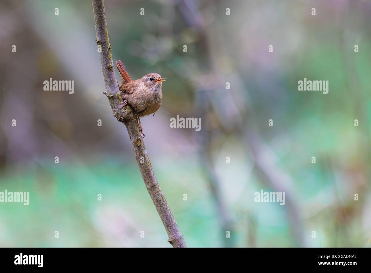Little cute bird Wren (Troglodytes troglodytes) sitting on a branch in the forest and singing. Stock Photo