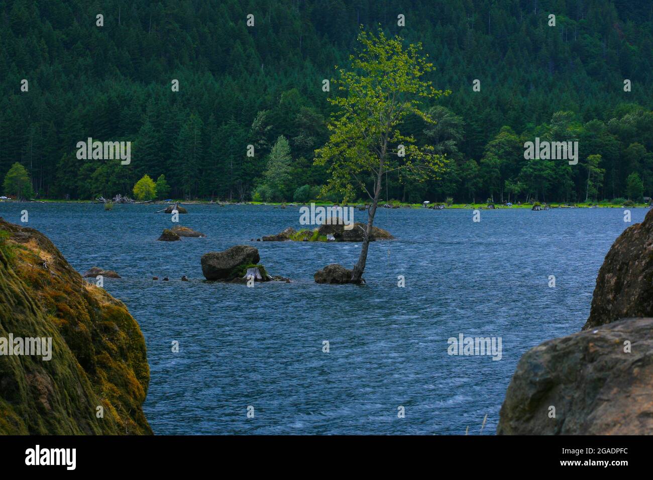 a exterior picture of an Pacific Northwest rainforest lake with a Cottonwood tree Stock Photo