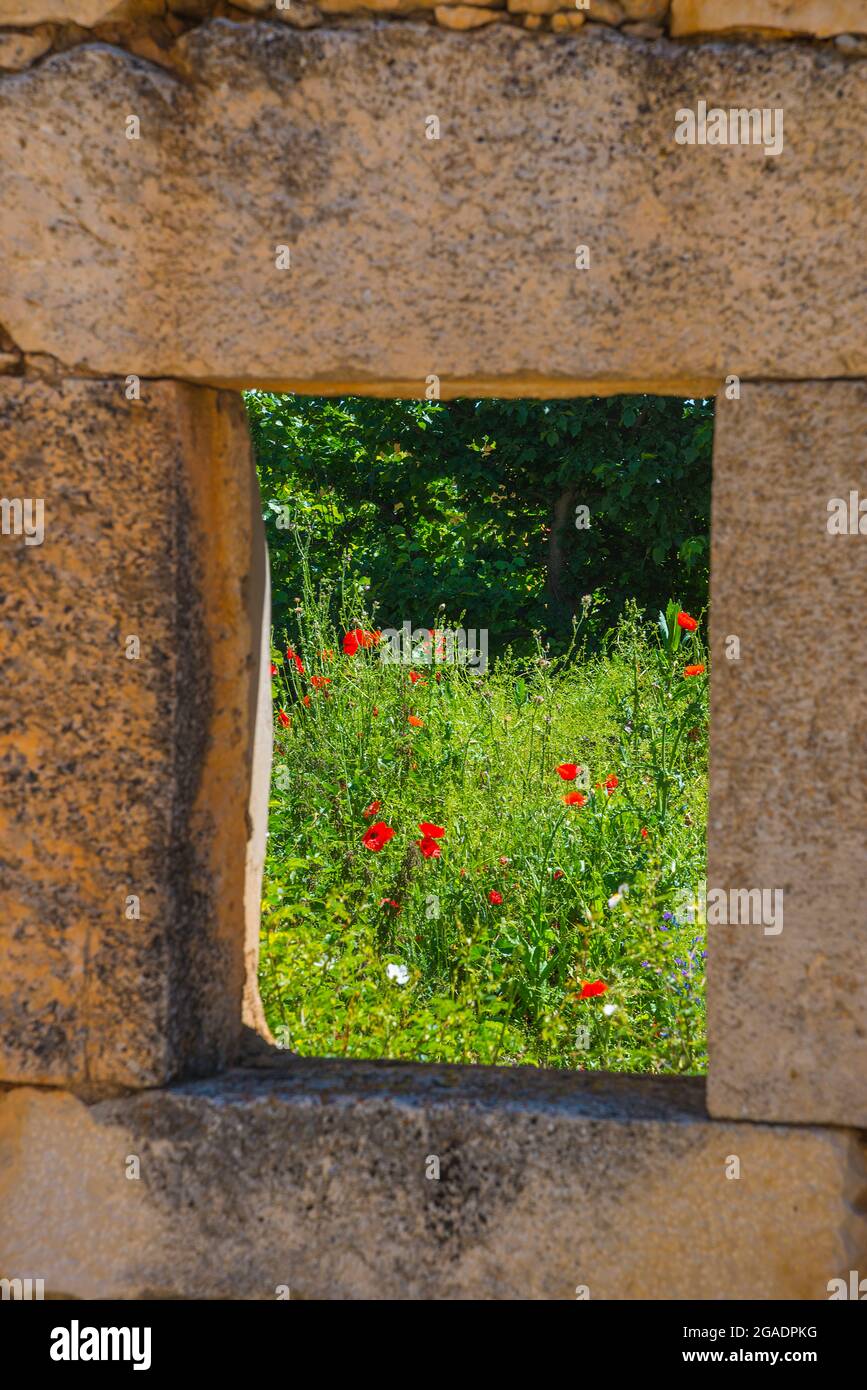 Wild flowers viewed through the window of a house in ruins. Stock Photo
