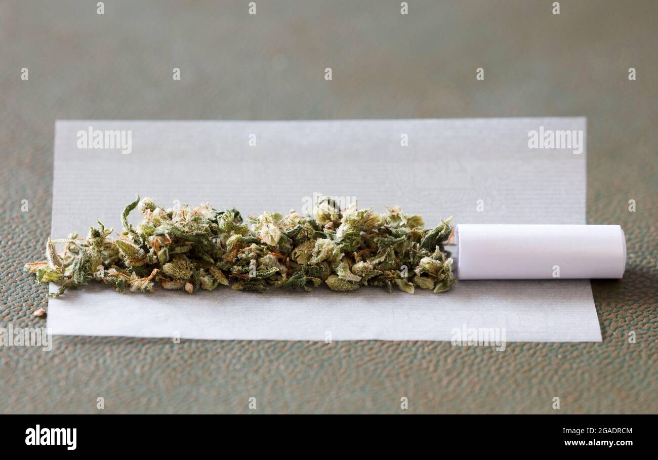 marijuana buds on cigarette paper with white filter Stock Photo