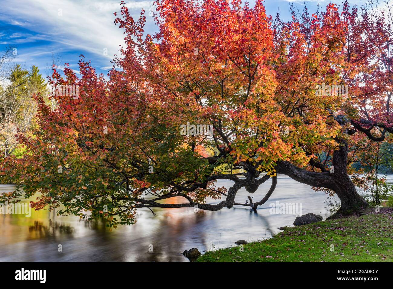 Hope Tree in autumn Stock Photo Alamy