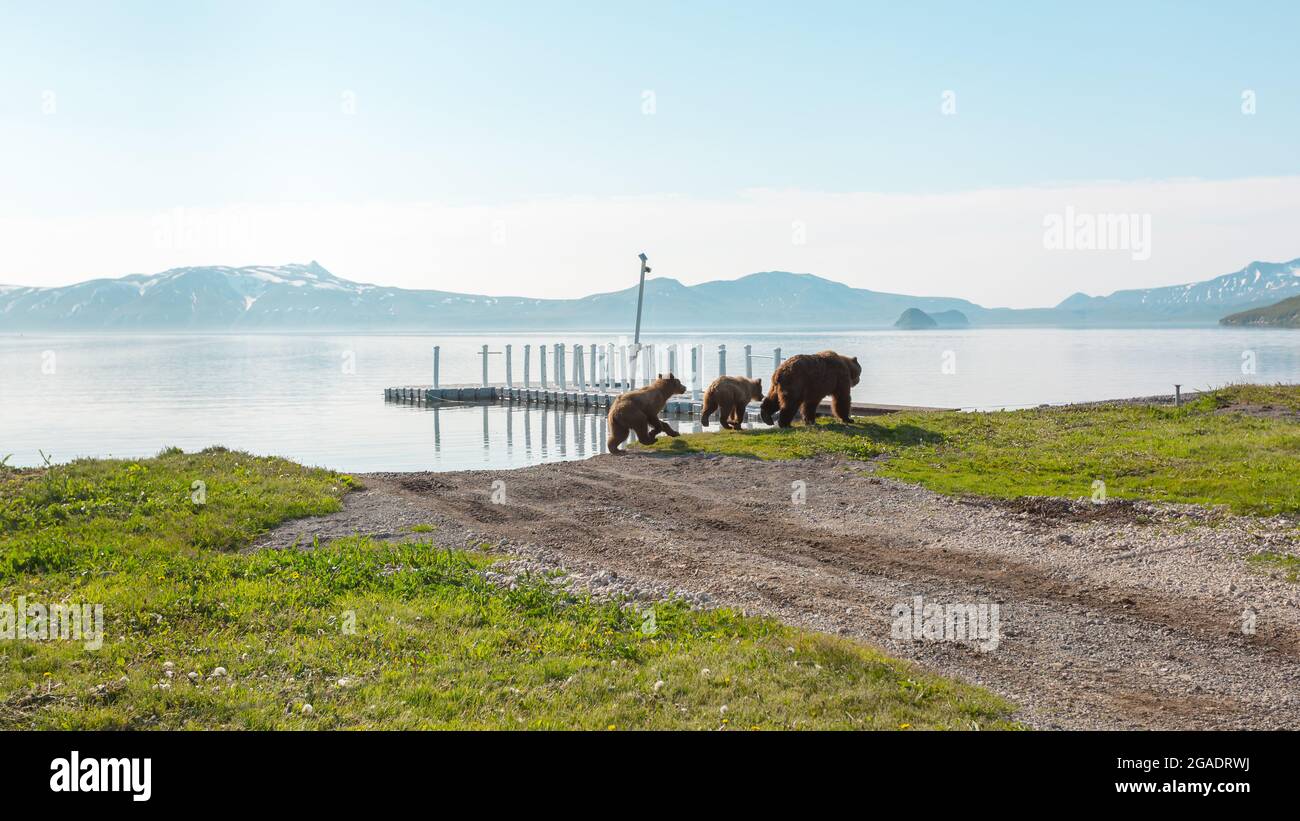 Brown bear with two cubs near the Kurile Lake, Kamchatka, Russia Stock Photo